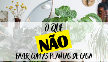 Artigo: O que não fazer com as plantas de casa